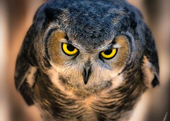 Barn Owl