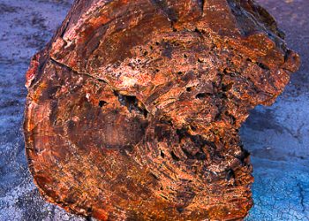 Petrified Forest