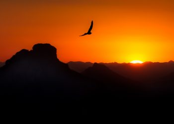 Night Hawk over Red Mountain