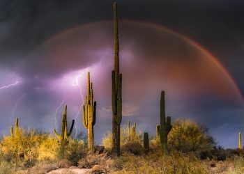 Rainbow over Saguaros